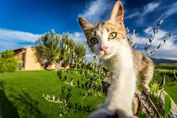 Curious cat in the countryside, Tuscany — Stock Photo, Image