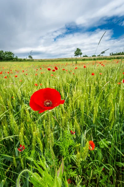 Rode papaver op groen veld — Stockfoto