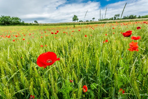 Röd vallmo på gröna fält i sommar — Stockfoto