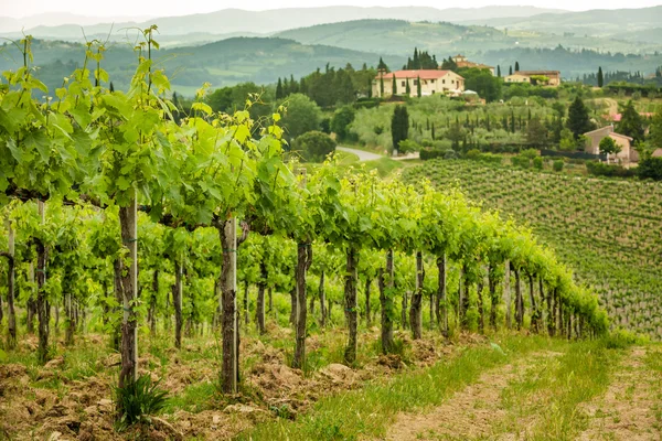 Campo de vinha na zona rural da Toscana — Fotografia de Stock