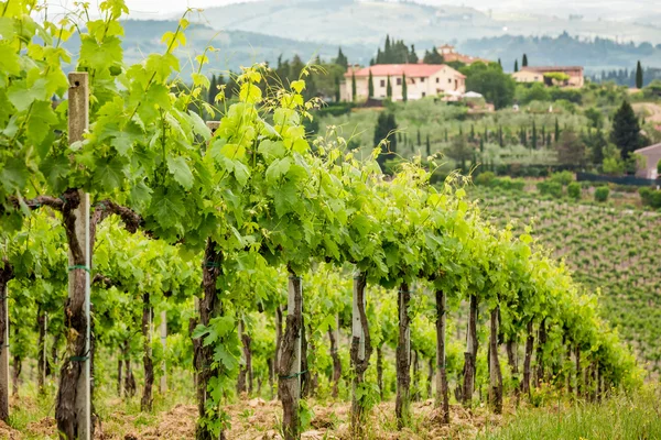 Gebied van wijnstokken op een achtergrond van een hacienda in Toscane — Stockfoto