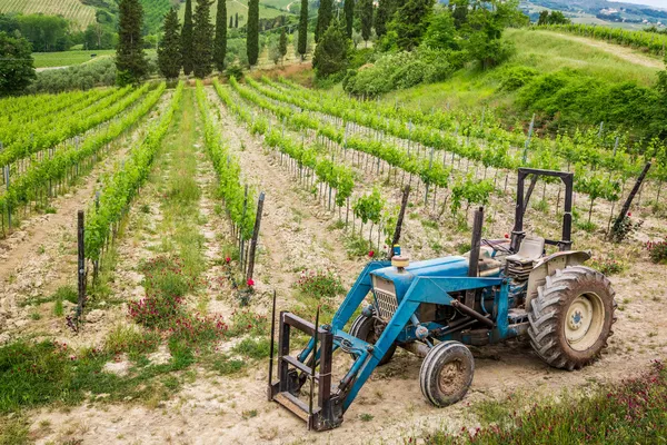 Vines on the field and a blue tractor — Stock Photo, Image