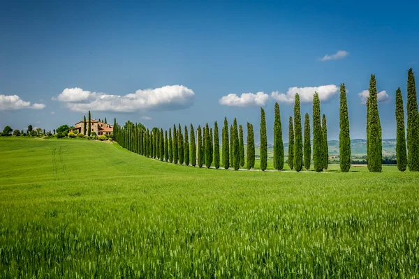 Tuscany road with cypresses trees — Stock Photo, Image