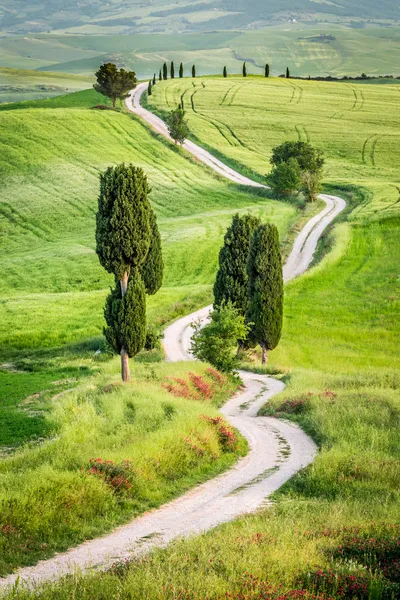 Camino de tierra y campo verde en Toscana, Italia —  Fotos de Stock