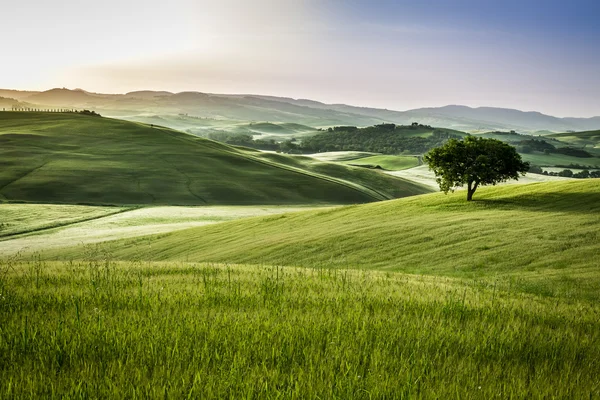 Neblige Wiesen am Morgen, Toskana — Stockfoto