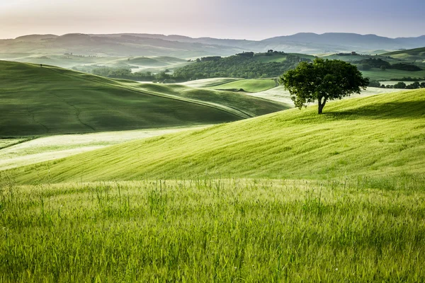 Salida del sol sobre los campos verdes en Toscana — Foto de Stock