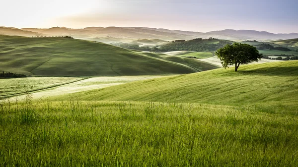 Neblige Wiesen am Morgen, Toskana — Stockfoto