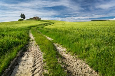 Gold and green fields in the valley at sunset, Tuscany clipart