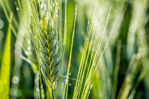 Orecchie verdi di grano in un campo — Foto Stock