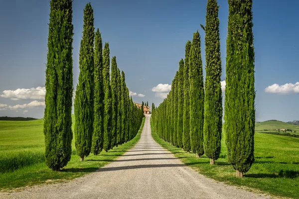 Agriturismo in Toscana con sentiero dei cipressi — Foto Stock