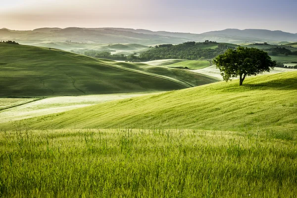 Neblige Wiesen am Morgen, Toskana — Stockfoto