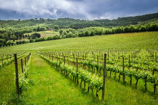 Velden van druiven in de zomer, Italië — Stockfoto