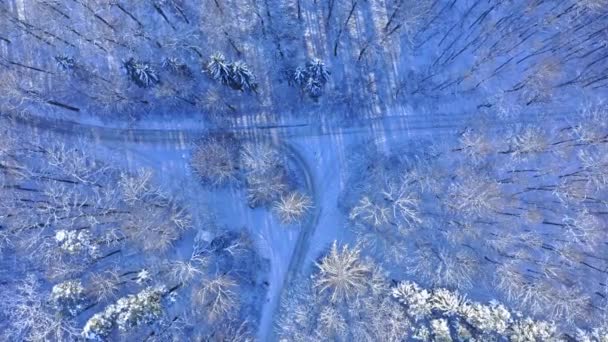 Polonya 'da kışın ormanın içinden geçen köy yolu. — Stok video