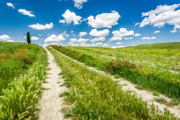 Groene velden en weiden in Toscane — Stockfoto