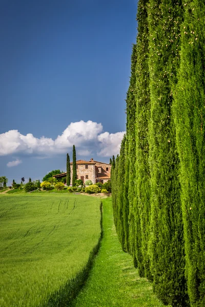 Camino al agroturismo en Toscana con cipreses — Foto de Stock