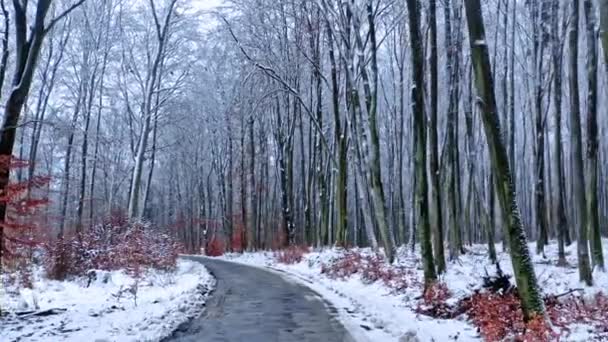穿过雪地森林的冬季道路。波兰冬季的空中景观 — 图库视频影像
