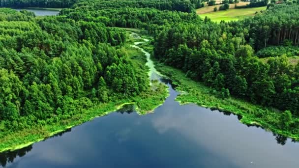 Grünalgen auf dem See. Luftaufnahme der Natur im Sommer — Stockvideo