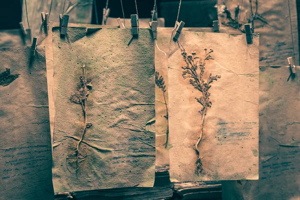 Alte Kräuterwerkstatt Mit Getrockneten Pflanzenkarten Für Halloween Hintergrund Für Halloween — Stockfoto
