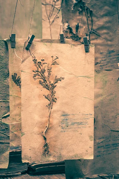 Creepy herbalist workshop with dried plant cards for Halloween. Background for halloween.