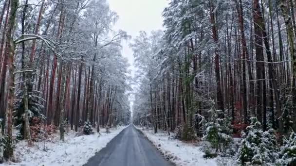 Транспорт зимой. Асфальтовая дорога через снежный лес. — стоковое видео