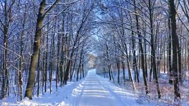 Транспорт в снежную зиму. Дорога и лес зимой. — стоковое видео
