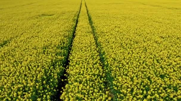 Жовті поля зґвалтування і трактор, вигляд з повітря Польщі — стокове відео