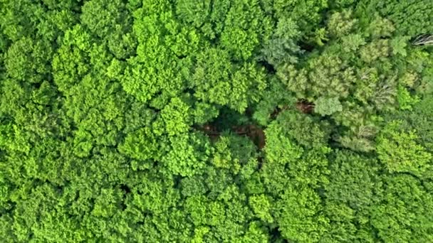 Fallen tree in big forest. Aerial view of rainforest, Poland — Stock Video