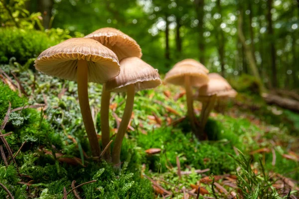 Champignons Sauvages Sur Mousse Dans Forêt Faune Pologne Europe — Photo