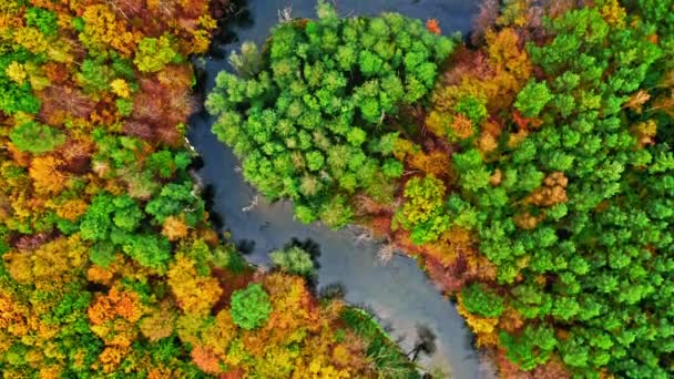 野生動物の空中ビュー、ポーランド。カラフルな秋の森と川. — ストック動画