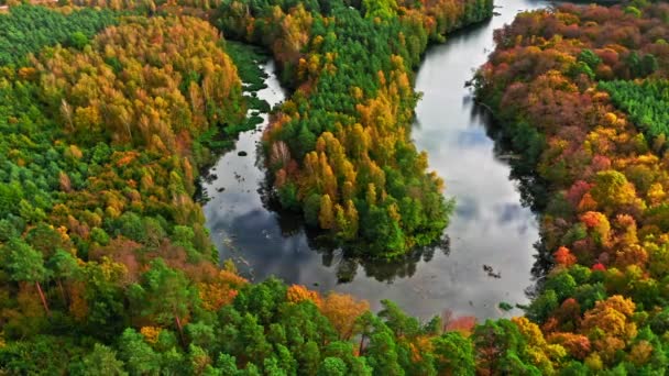 Kleurrijke herfstbos en kronkelende rivier in Polen — Stockvideo