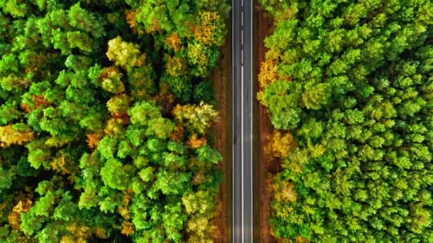 पोलंडमध्ये काळा रस्ता आणि शरद ऋतूच्या जंगलाच्या वरील उड्डाण — स्टॉक व्हिडिओ