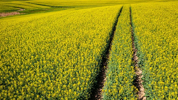 Blooming Yellow Raps Flowers Poland Countryside Nature Spring Europe — Stock Photo, Image