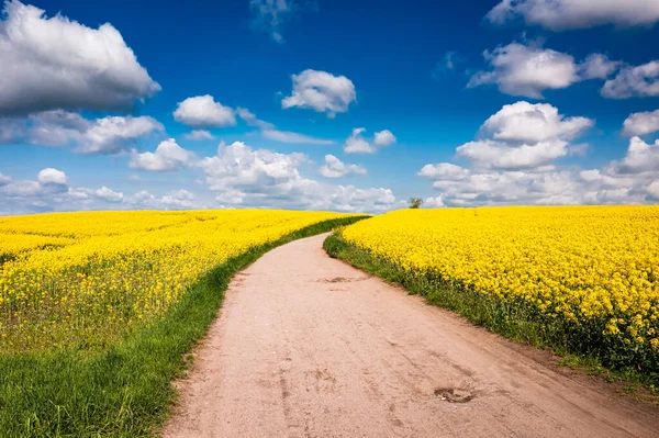 Luchtfoto Van Raps Bloemen Landbouw Polen Natuur Het Voorjaar Europa — Stockfoto