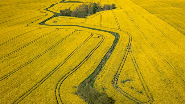 Вид Сверху Поле Рапса Сельской Местности Польши Природа Весной Европе — стоковое фото