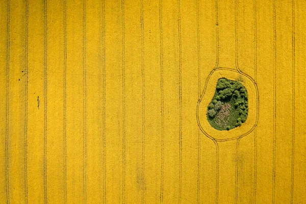 从空中俯瞰波兰农村的黄色油菜地 欧洲春天的自然 — 图库照片