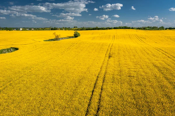 Fantastiska Gula Rapsfält Polen Naturen Våren Europa — Stockfoto