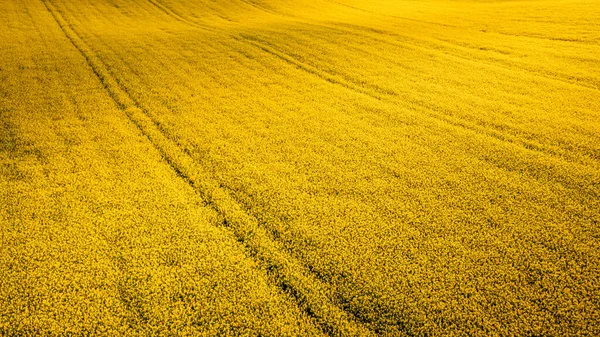 Amazing Yellow Raps Flowers Agriculture Poland Nature Spring Europe — Stock Photo, Image