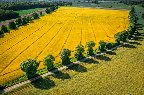 Fantastiskt Fält Raps Jordbruk Polen Naturen Våren Europa — Stockfoto