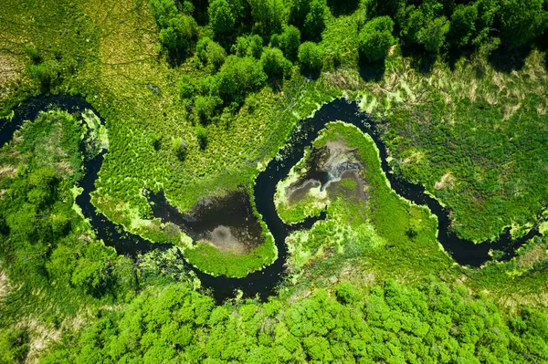 Voando Acima Rio Floresta Verde Verão Vista Aérea Vida Selvagem — Fotografia de Stock