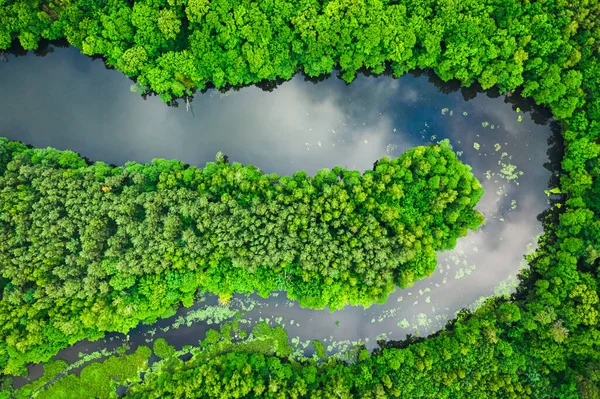 Flygfoto Över Grön Skog Och Flod Sommaren Flygfoto Över Vilda — Stockfoto