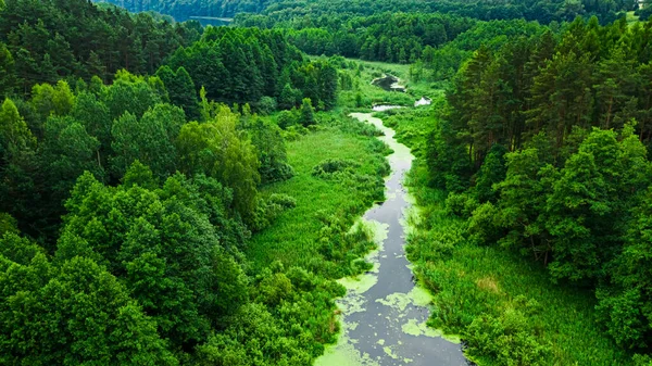 Erstaunliche Flüsse Und Grünalgen Sommer Luftaufnahme Der Tierwelt Polen Europa — Stockfoto