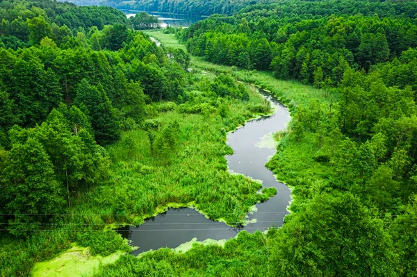 Вид Воздуха Реку Зеленые Водоросли Летом Вид Воздуха Дикую Природу — стоковое фото