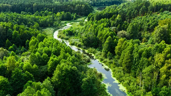 Потрясающая Река Зеленый Лес Летом Вид Воздуха Дикую Природу Польше — стоковое фото
