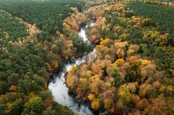 Красивая Осенняя Река Осеннем Лесу Вид Воздуха Дикую Природу Природа — стоковое фото