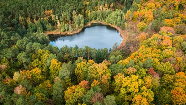 Потрясающий Маленький Пруд Осеннем Лесу Вид Воздуха Дикую Природу Природа — стоковое фото