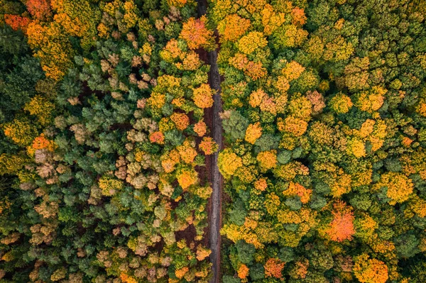 Amazing Path Forest Aerial View Wildlife Nature Poland Europe — Stock Photo, Image