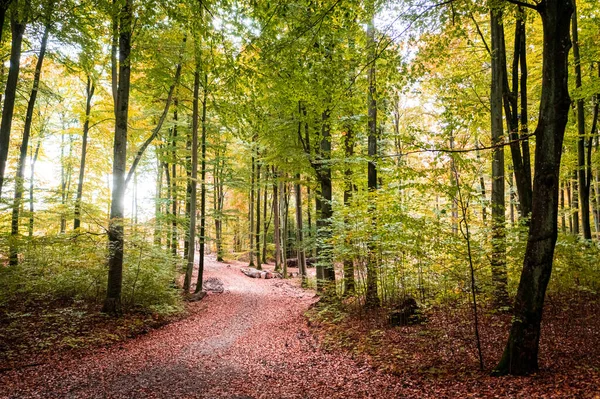 Barevný Les Podzim Letecký Pohled Divokou Zvěř Příroda Polsku Evropa — Stock fotografie