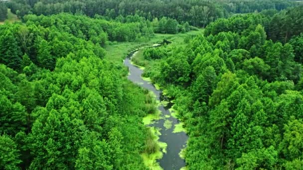 Luchtfoto van de natuur. Groene bloeiende algen op de rivier. — Stockvideo