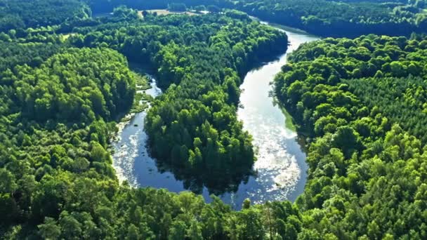 Floresta verde e rio sinuoso ao nascer do sol, Polônia, vista aérea — Vídeo de Stock