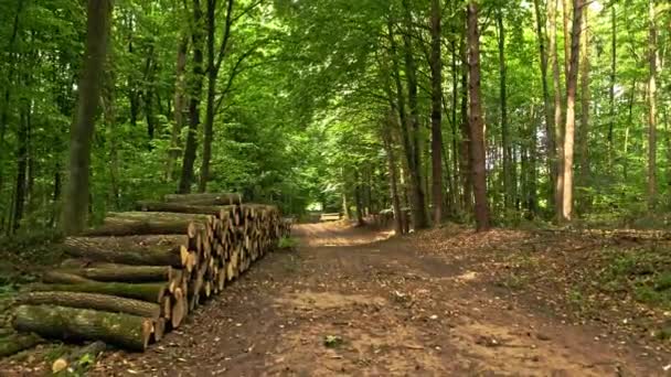 Θερινό δάσος με φθινοπωρινές μοίρες και φυλλώδη μονοπάτι στην Πολωνία — Αρχείο Βίντεο